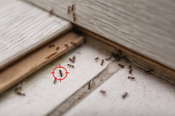Spider Control Near Me in Fairmead, CA